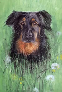 Copyright - Niki de Mestral