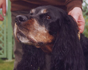 Copyright - Niki de Mestral