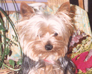 Copyright - Niki de Mestral