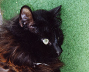 Copyright - Niki de Mestral