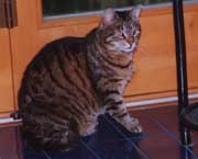 Copyright - Niki de Mestral