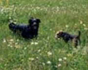 Copyright - Niki de Mestral