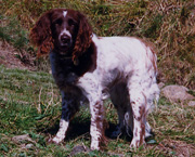 Copyright - Niki de Mestral