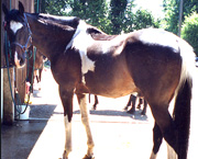 Copyright - Niki de Mestral