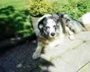 Copyright - Niki de Mestral