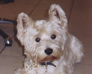 Copyright - Niki de Mestral