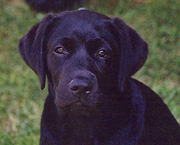 Copyright - Niki de Mestral